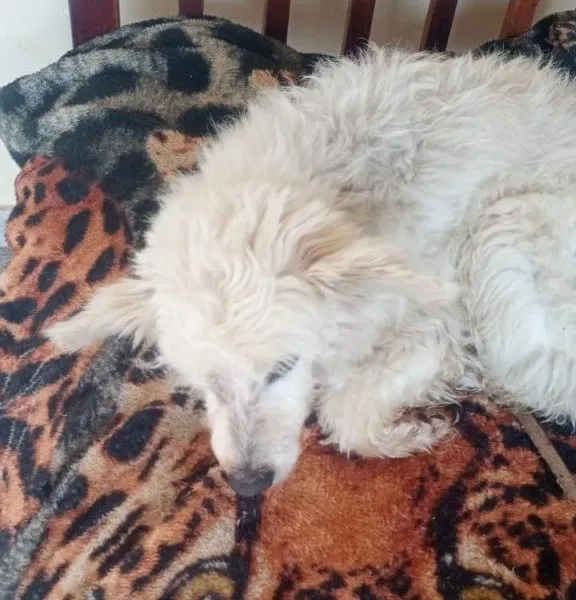 Cachorro raça Poodle idade 2 anos nome Falar com Gisele - Whats 81 8577-3006