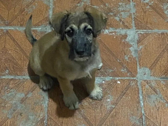 Cachorro raça SRD-ViraLata idade 2 a 6 meses nome Falar com Vera - Whats 11 98880-9728