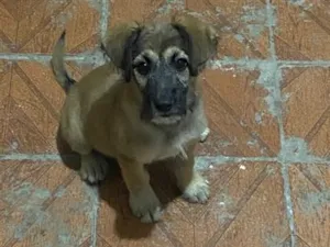 Cachorro raça SRD-ViraLata idade 2 a 6 meses nome Falar com Vera - Whats 11 98880-9728
