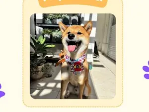 Cachorro raça SRD-ViraLata idade 3 anos nome Luffy