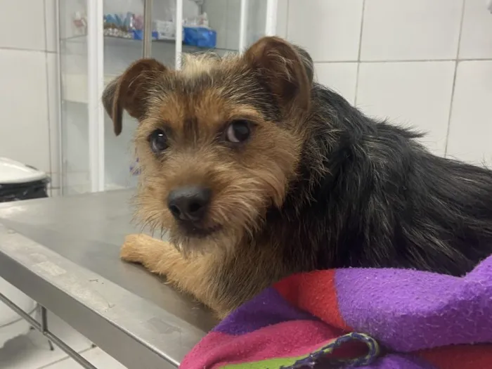 Cachorro raça SRD-ViraLata idade 2 anos nome Falar com Gyovanna - Whats 11 93925-6512
