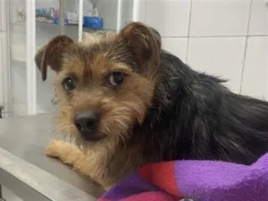 Cachorro raça SRD-ViraLata idade 2 anos nome Falar com Gyovanna - Whats 11 93925-6512