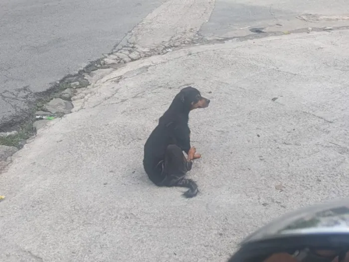 Cachorro raça SRD-ViraLata idade 6 ou mais anos nome Falar com Silvia - Whats 11 98700-5297