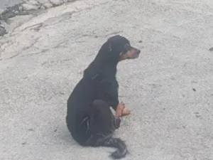 Cachorro raça SRD-ViraLata idade 6 ou mais anos nome Falar com Silvia - Whats 11 98700-5297