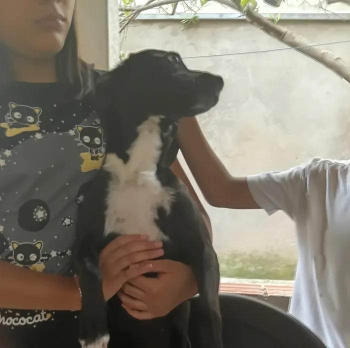 Cachorro raça SRD-ViraLata idade 1 ano nome Falar com Ariane - Whats 19 99546-9498