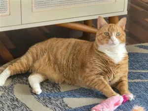 Gato raça SRD-ViraLata idade 3 anos nome Falar com Sandra - Whats 19 99699-4217
