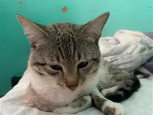 Gato raça SRD-ViraLata idade 1 ano nome Falar com Priscila - Whats 11 96198-7992
