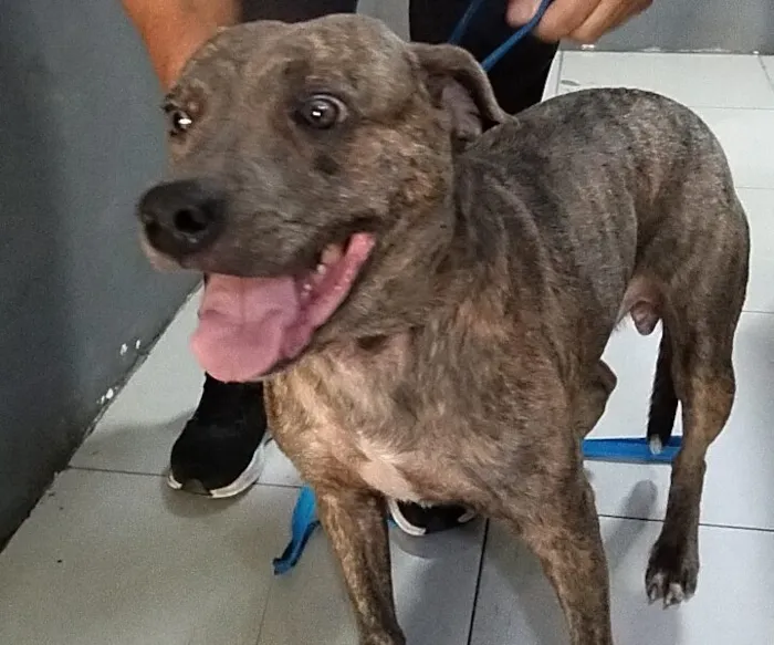 Cachorro raça SRD-ViraLata idade 3 anos nome Falar com Christiane - Whats 21 98766-7619