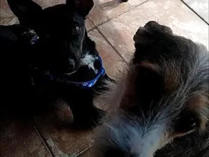 Cachorro raça SRD-ViraLata idade 6 ou mais anos nome Falar com Ruth - Whats 11 97950-4798