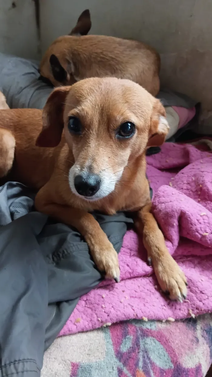 Cachorro raça SRD-ViraLata idade 1 ano nome Falar com Claudia - Whats 11 99331-6189