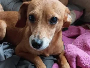 Cachorro raça SRD-ViraLata idade 1 ano nome Falar com Claudia - Whats 11 99331-6189