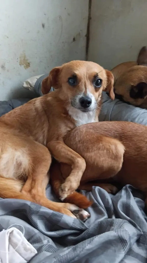 Cachorro raça SRD-ViraLata idade 1 ano nome Falar com Claudia - Whats 11 99331-6189