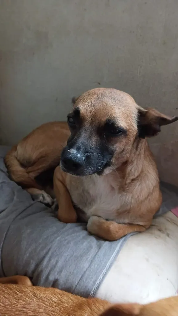 Cachorro raça SRD-ViraLata idade 1 ano nome Falar com Claudia - Whats 11 99331-6189