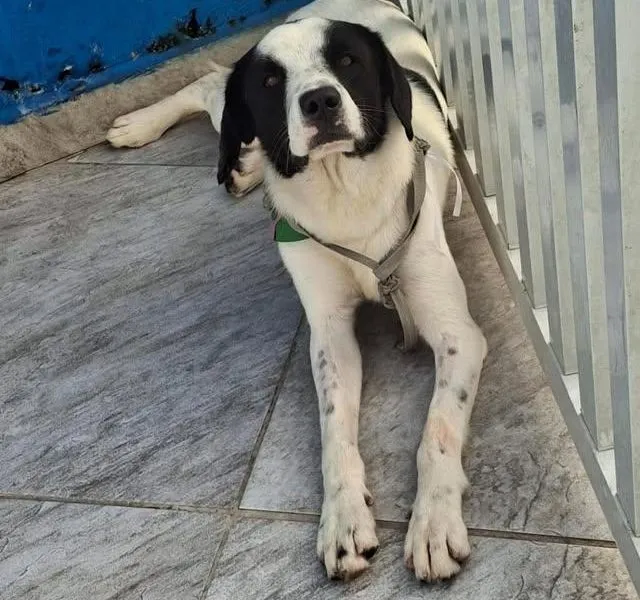 Cachorro raça SRD-ViraLata idade 2 anos nome Falar com Victor - Whats 11 95672-4691