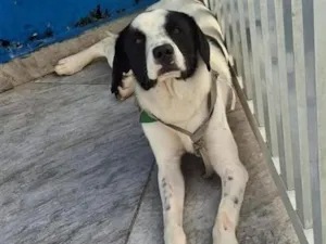 Cachorro raça SRD-ViraLata idade 2 anos nome Falar com Victor - Whats 11 95672-4691