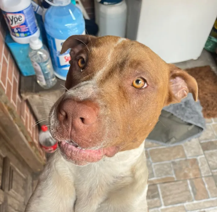 Cachorro raça SRD-ViraLata idade 2 anos nome Falar com Vanessa - Whats 11 98553-7245