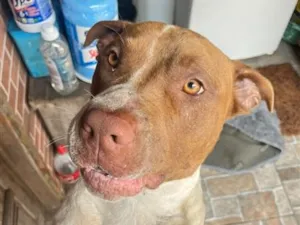 Cachorro raça SRD-ViraLata idade 2 anos nome Falar com Vanessa - Whats 11 98553-7245