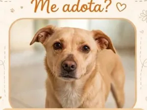Cachorro raça SRD-ViraLata idade 3 anos nome Falar com Michele - Whats 11 96303-3422