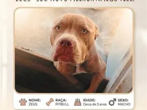 Cachorro raça SRD-ViraLata idade 3 anos nome Falar com Lyncon - Whats 19 98456-7092