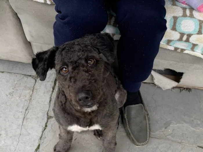 Cachorro raça SRD-ViraLata idade 7 a 11 meses nome Falar com Angélica - Whats 11 93451-1302
