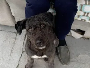 Cachorro raça SRD-ViraLata idade 7 a 11 meses nome Falar com Angélica - Whats 11 93451-1302