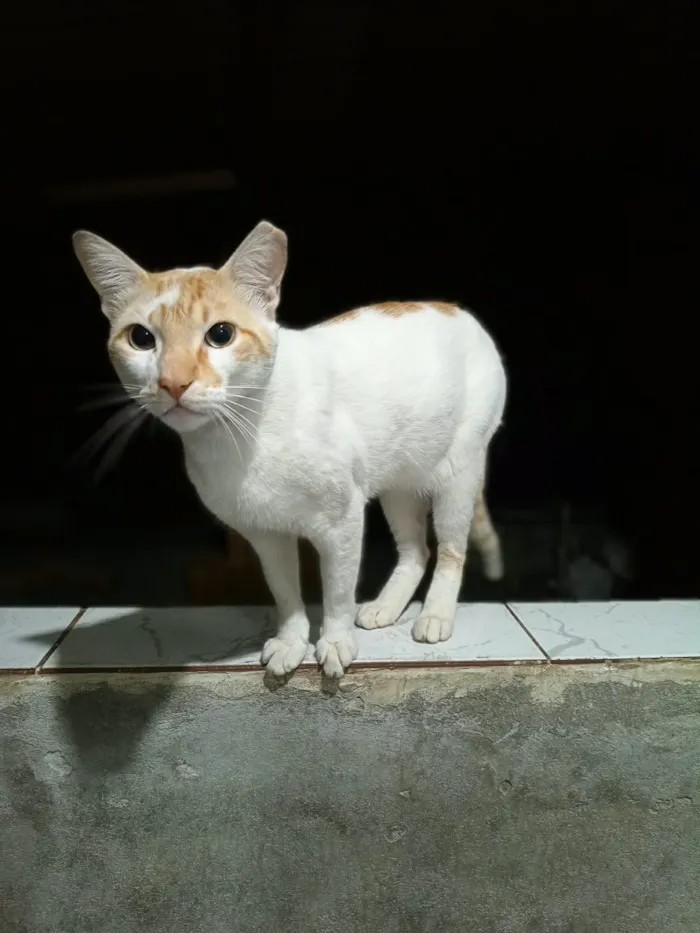 Gato raça SRD-ViraLata idade 1 ano nome Falar com Adriana - Whats 11 95914-3125