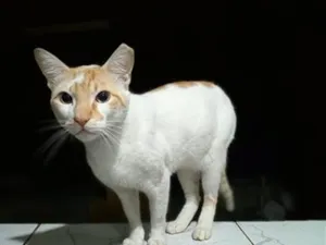 Gato raça SRD-ViraLata idade 1 ano nome Falar com Adriana - Whats 11 95914-3125