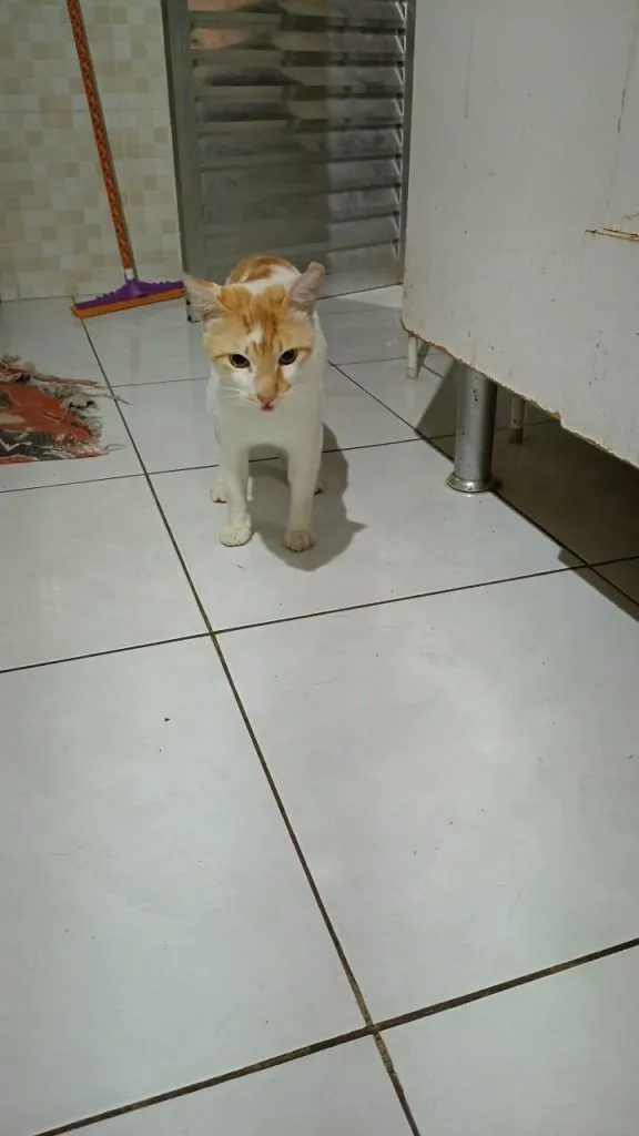 Gato raça SRD-ViraLata idade 1 ano nome Falar com Adriana - Whats 11 95914-3125