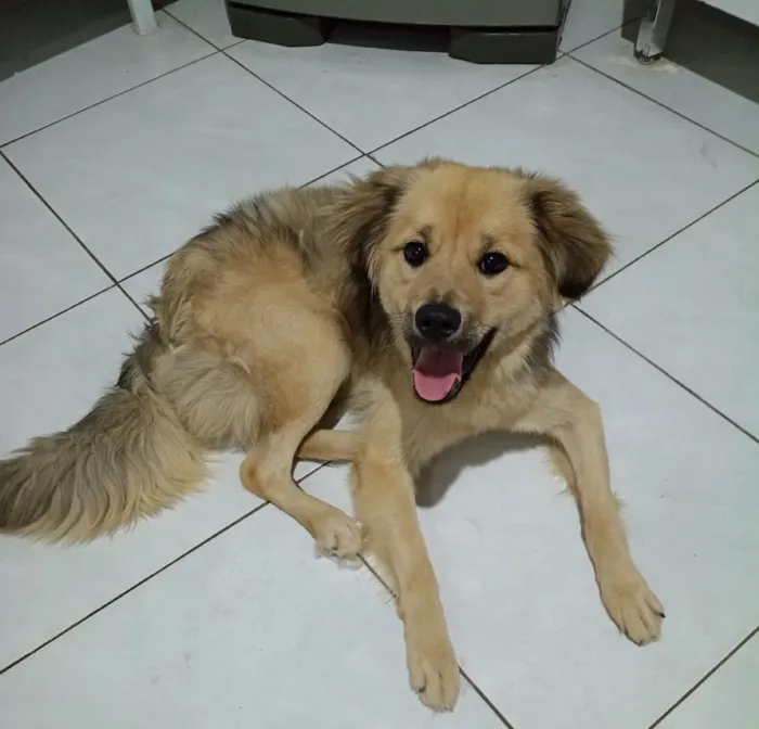 Cachorro raça SRD-ViraLata idade 1 ano nome Falar com Adriana - Whats 11 95914-3125