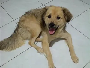 Cachorro raça SRD-ViraLata idade 1 ano nome Falar com Adriana - Whats 11 95914-3125