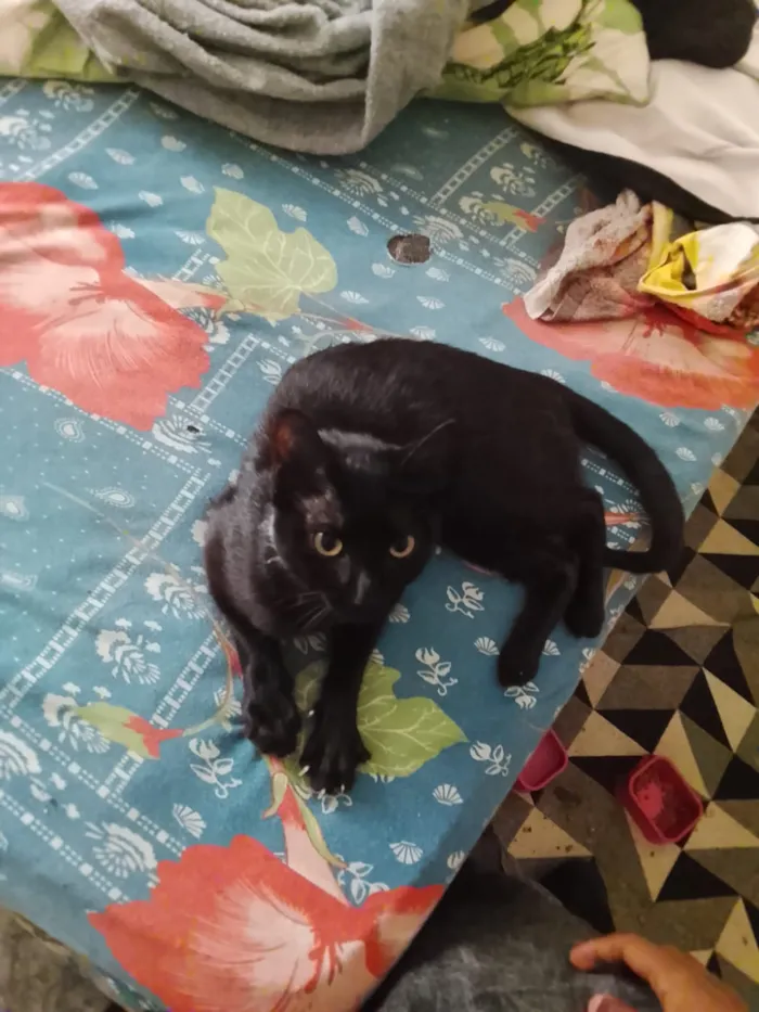 Gato raça SRD-ViraLata idade 6 ou mais anos nome Falar com Wendel - Whats 11 94067-4367