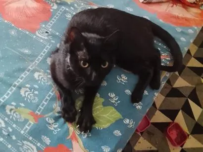 Gato raça SRD-ViraLata idade 6 ou mais anos nome Falar com Wendel - Whats 11 94067-4367