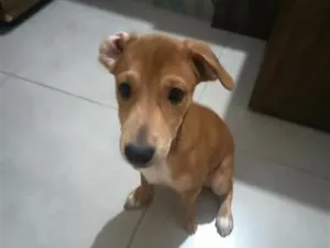 Cachorro raça SRD-ViraLata idade 2 a 6 meses nome Falar com Thiago - Whats 11 99957-9722