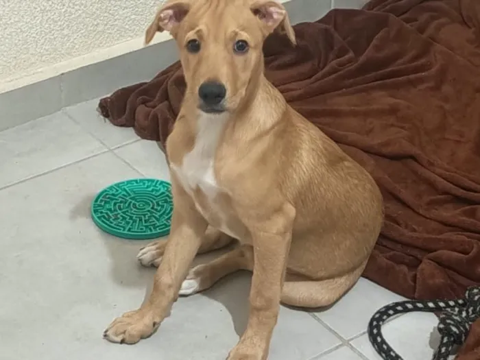 Cachorro raça SRD-ViraLata idade 2 a 6 meses nome Falar com Thiago - Whats 11 99957-9722