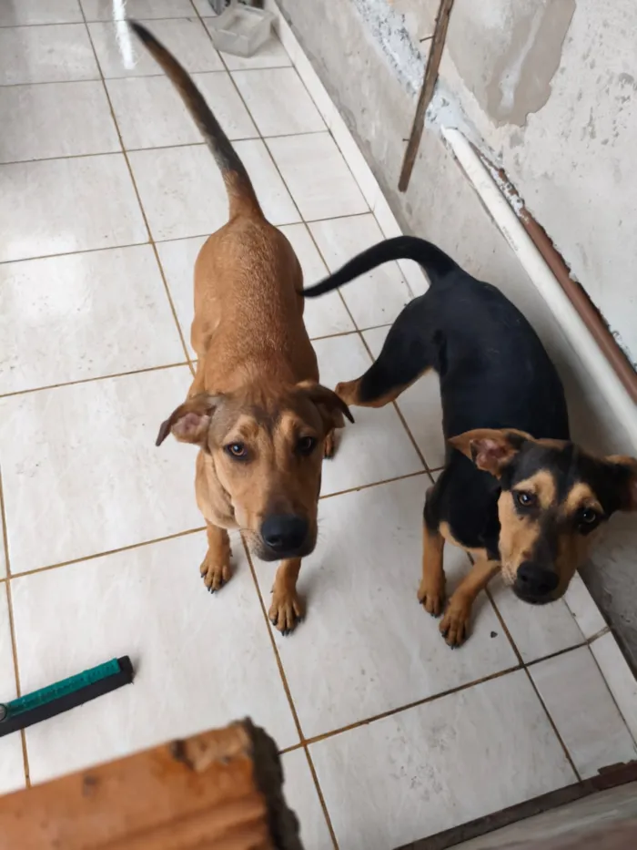 Cachorro raça SRD-ViraLata idade 1 ano nome Falar com Reginaldo - Whats 11 96877-3750