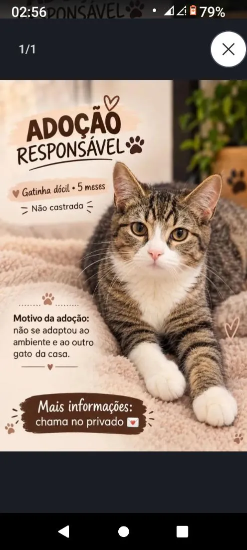 Gato raça SRD-ViraLata idade 2 a 6 meses nome estrela 