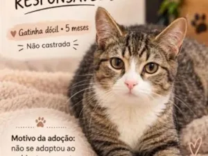 Gato raça SRD-ViraLata idade 2 a 6 meses nome estrela 