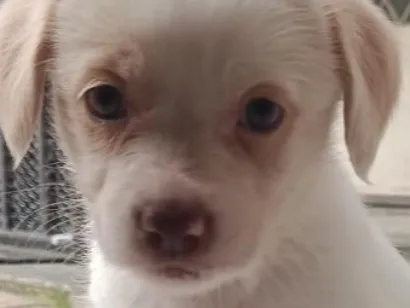 Cachorro raça SRD-ViraLata idade 2 a 6 meses nome Lindinha 