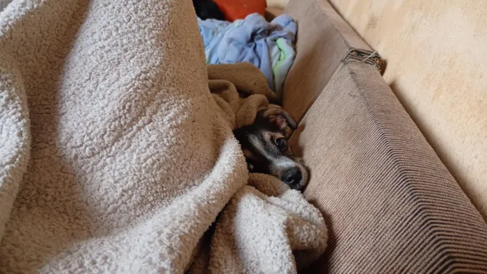 Cachorro raça SRD-ViraLata idade 2 a 6 meses nome Pandora 