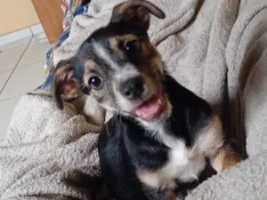 Cachorro raça SRD-ViraLata idade 2 a 6 meses nome Pandora 