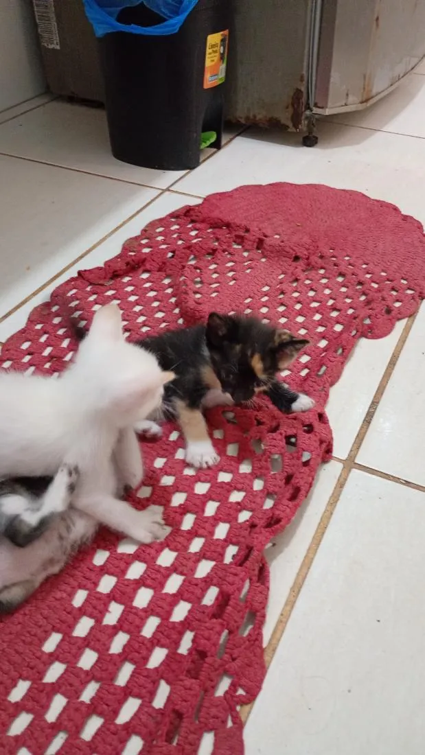 Gato raça SRD-ViraLata idade 2 a 6 meses nome Não possuem nomes ainda 