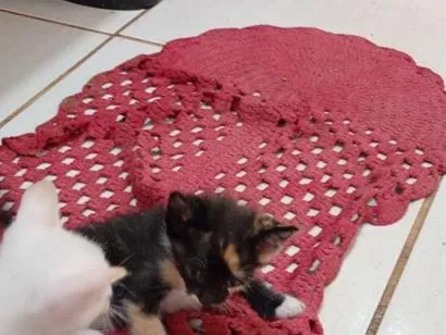 Gato raça SRD-ViraLata idade 2 a 6 meses nome Não possuem nomes ainda 
