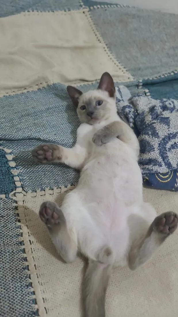 Gato raça Siamês idade 2 a 6 meses nome xanim