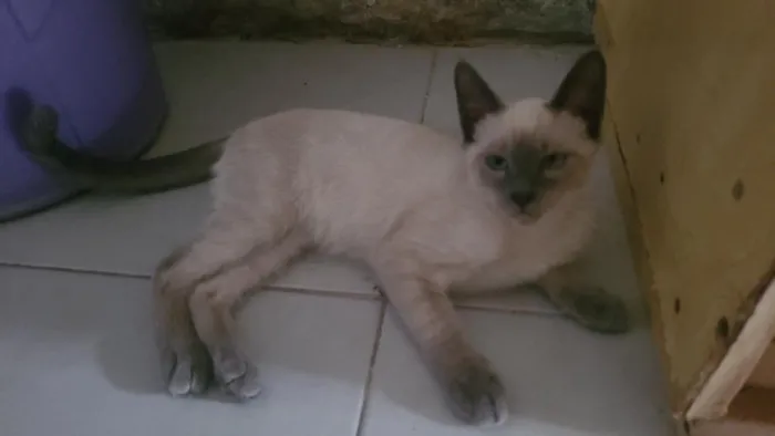 Gato raça Siamês idade 2 a 6 meses nome vesguin
