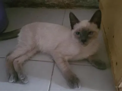 Gato raça Siamês idade 2 a 6 meses nome vesguin