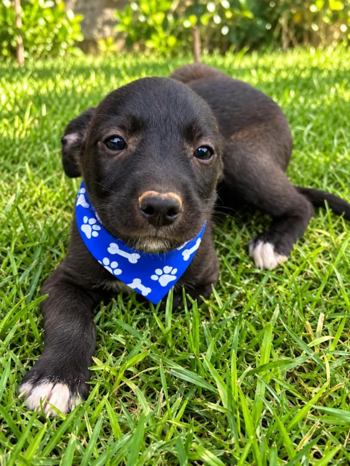 Cachorro raça SRD-ViraLata idade 2 a 6 meses nome Denis