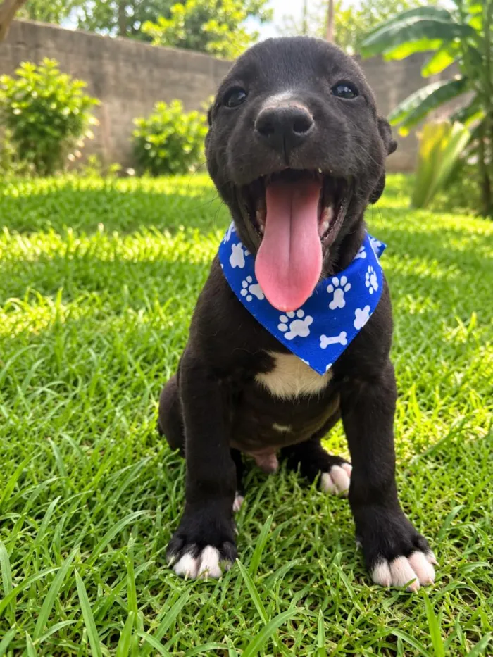 Cachorro raça SRD-ViraLata idade 2 a 6 meses nome Denis