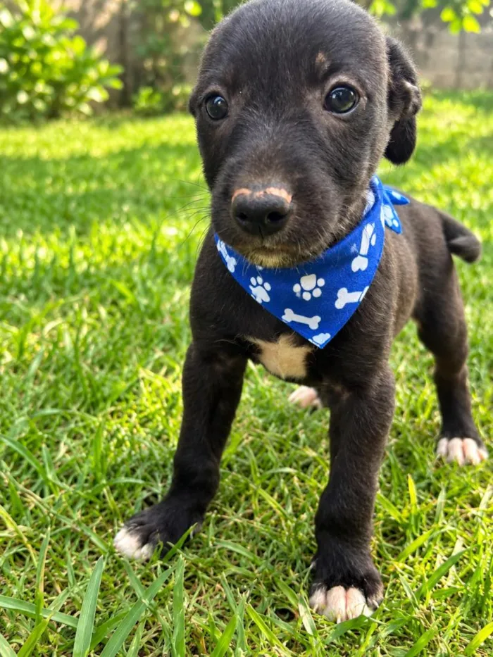 Cachorro raça SRD-ViraLata idade 2 a 6 meses nome Denis