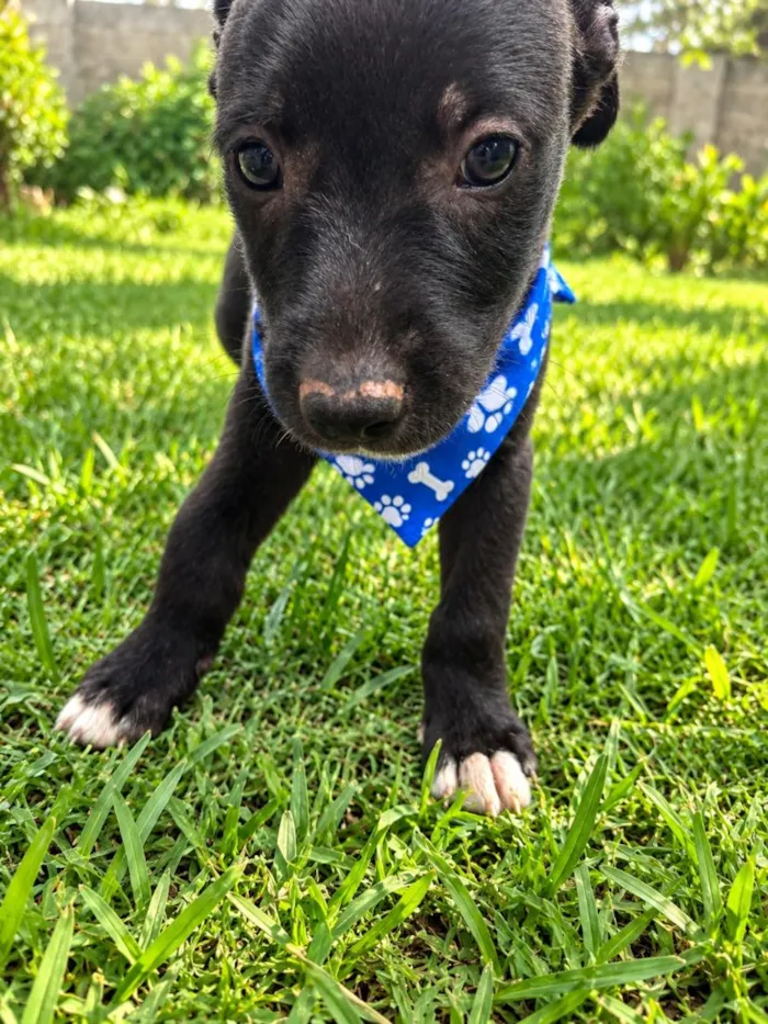 Cachorro raça SRD-ViraLata idade 2 a 6 meses nome Denis