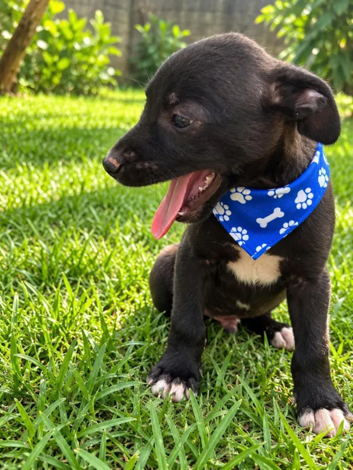 Cachorro raça SRD-ViraLata idade 2 a 6 meses nome Denis